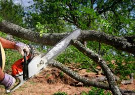 Tree Removal Services